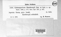 Coleosporium xanthoxyli image